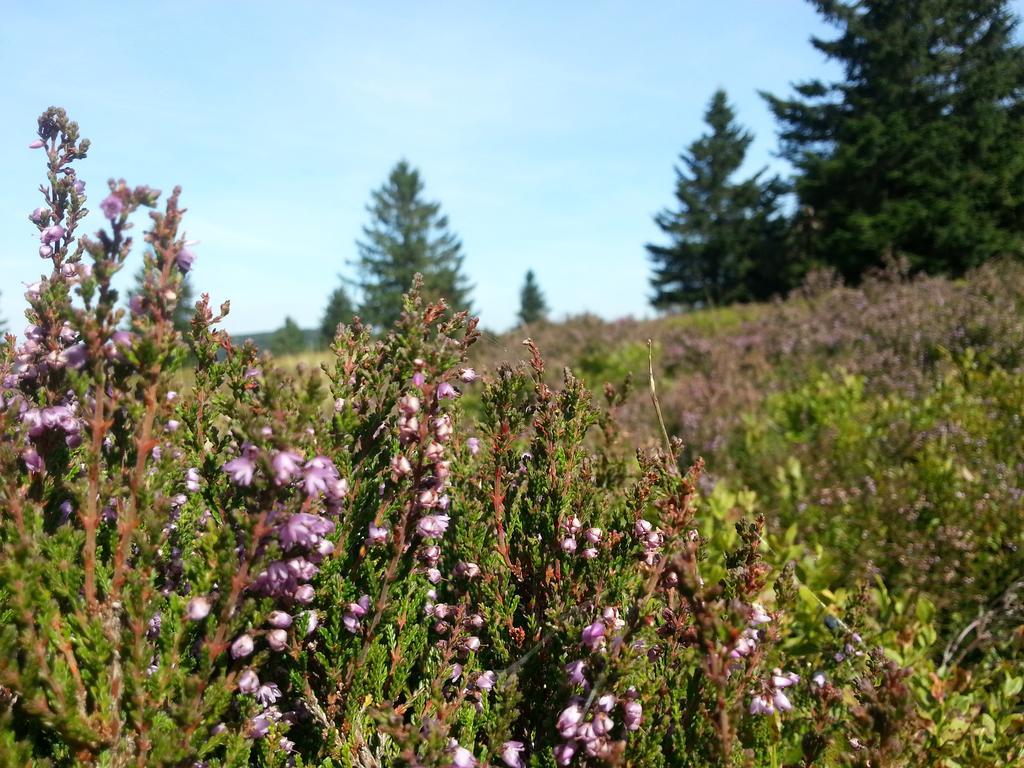 Ferienwohnungen Luge - Winterberg Esterno foto